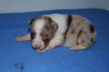 Australian Shepherd